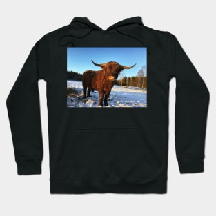 Scottish Highland Cattle Bull 2262 Hoodie